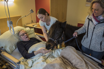 Ein schwarzes Therapiepony steht mit zwei Betreuerinnen in einem Gästezimmer und erhält von einem in einem Patientenbett liegenden Hospizgastes ein Leckerli im Diakonie Hospiz Volksdorf in Hamburg-Volksdorf.