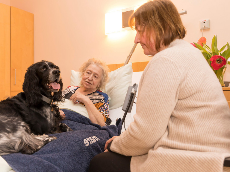 Ein Therapiehund sitzt auf der Bettdecke im Gästezimmer eines weiblichen Hospizgastes und blickt zu seiner am Bett sitzenden Betreuerin im Diakonie Hospiz Volksdorf in Hamburg-Volksdorf. Ein Therapiehund sitzt auf der Bettdecke im Gästezimmer eines weiblichen Hospizgastes und blickt zu seiner am Bett sitzenden Betreuerin im Diakonie Hospiz Volksdorf in Hamburg-Volksdorf.